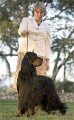 Pedigree BRODRUGGAN BLACK KNIGHT Pedigree BRODRUGGAN BLACK KNIGHT